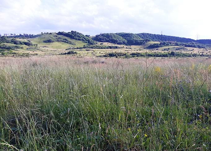 Field in summer