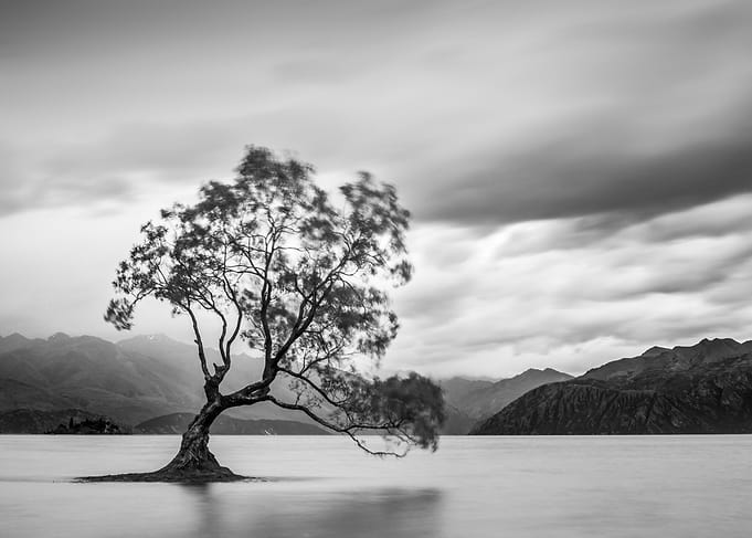 Wanaka Tree