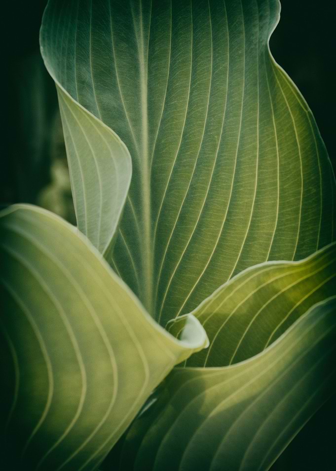 Leaf and learn 1