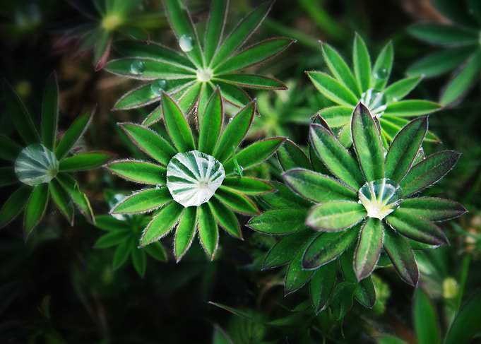 Lupines in Spring 4
