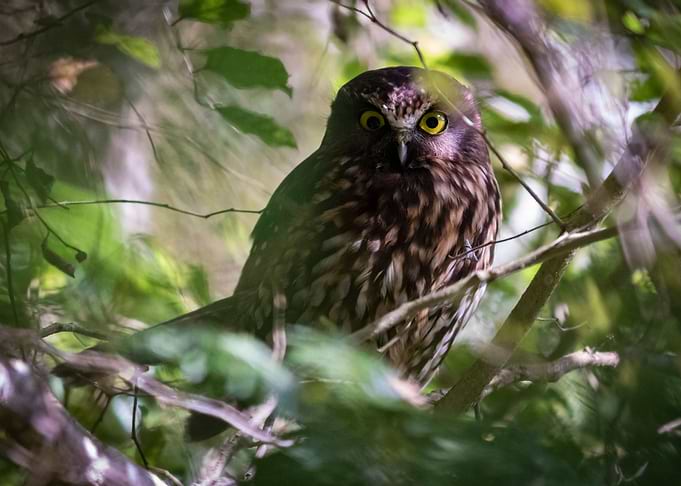 Morepork Stare