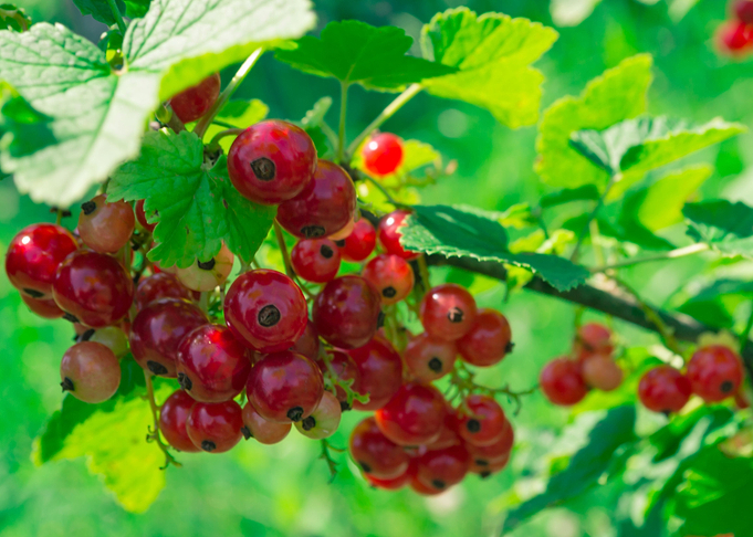 Redcurrant berries