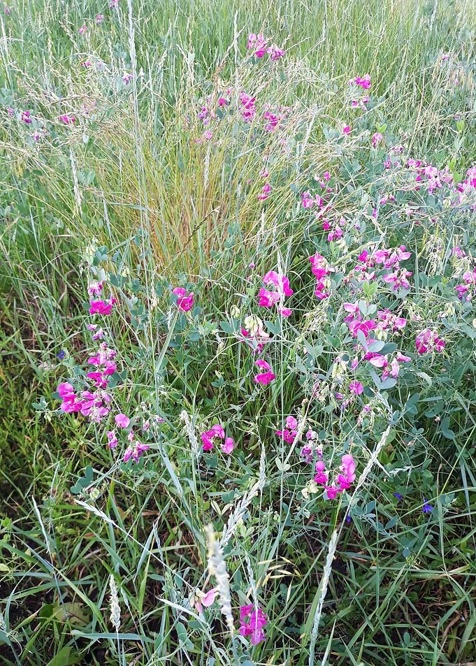 Wild flowers