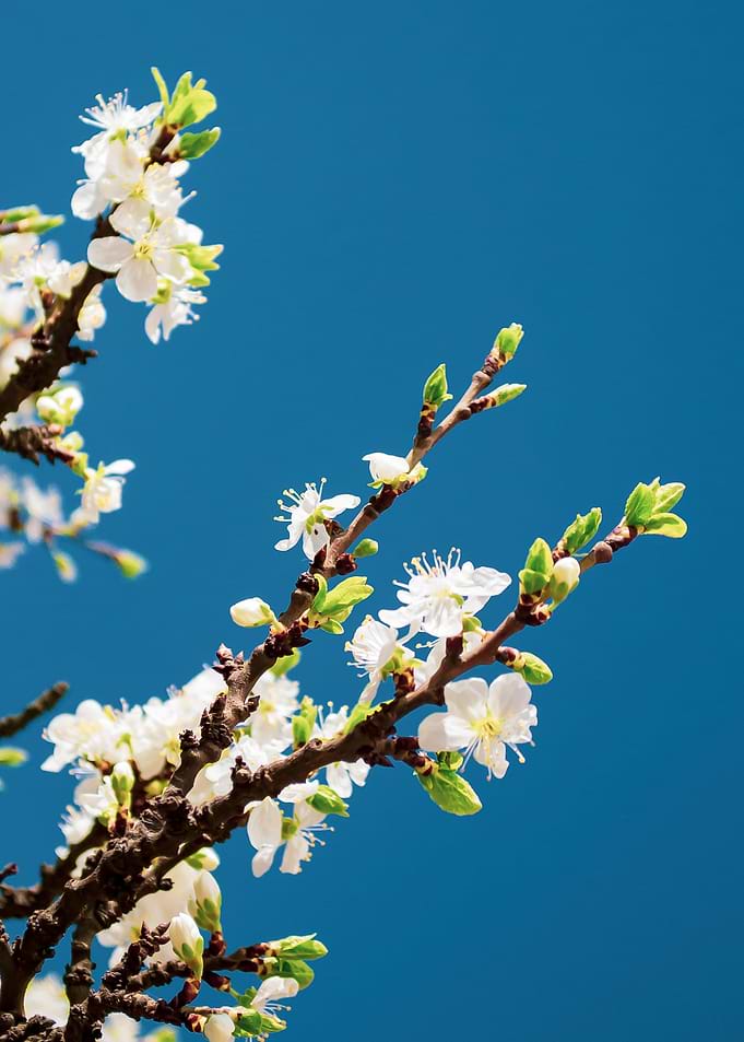 Branch of sakura
