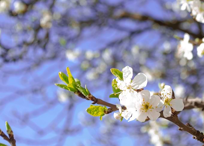 Cherry flowers