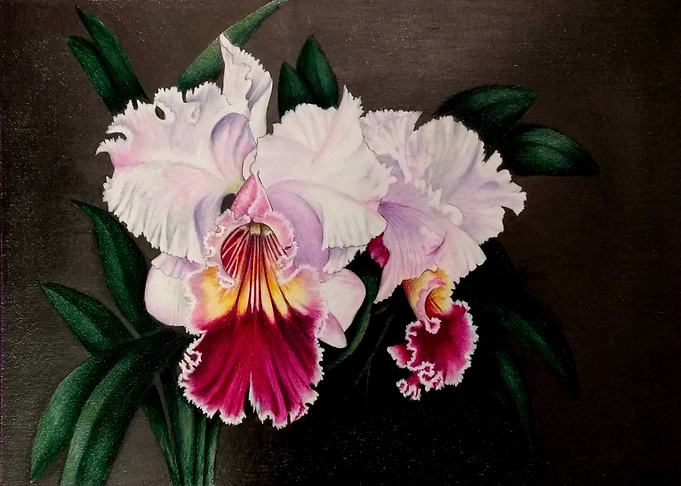 ORQUIDEAS