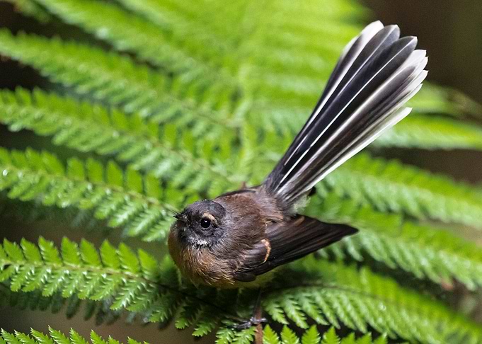 Fantail on a Fern