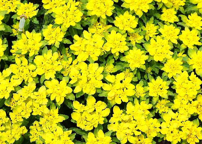 Yellow Wolf Milk Shrub