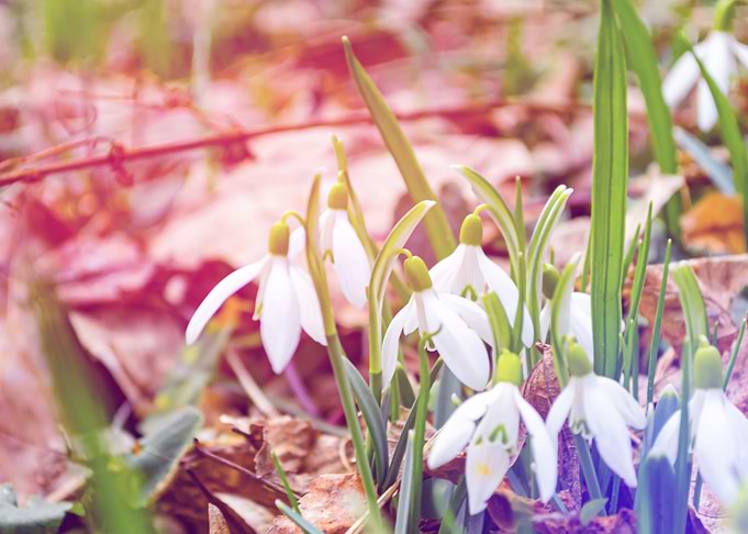 Snowdrops background