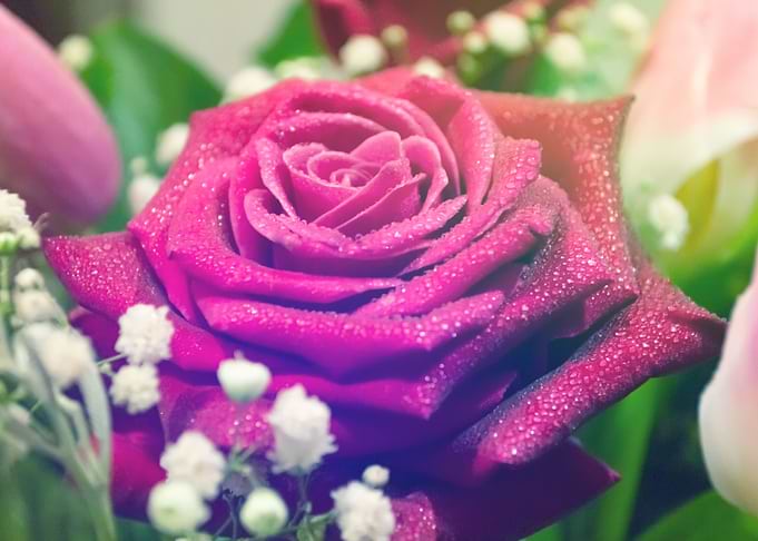Beautiful rose background
