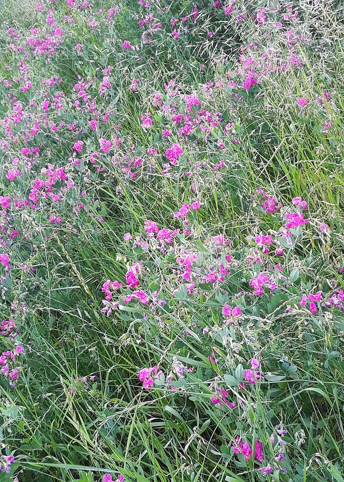 Field flowers beauty