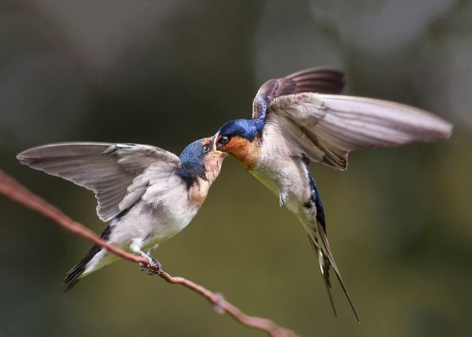 Welcome Swallows Feeding
