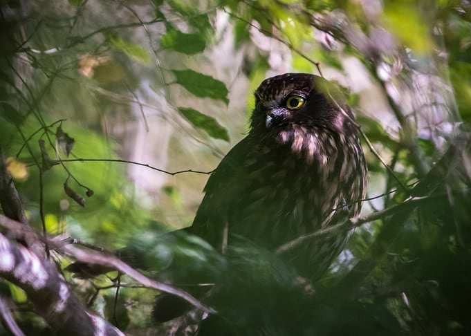 Morepork Through The Trees