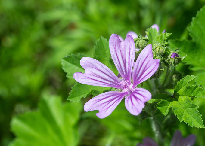 Bellflower