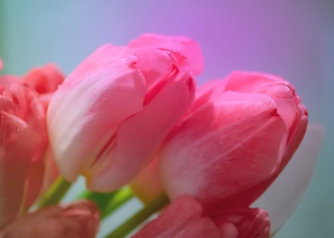Pink tulips