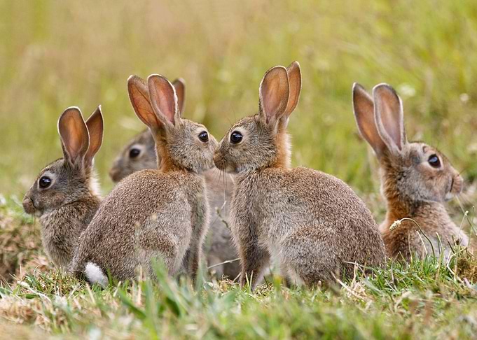 Rabbit Warren