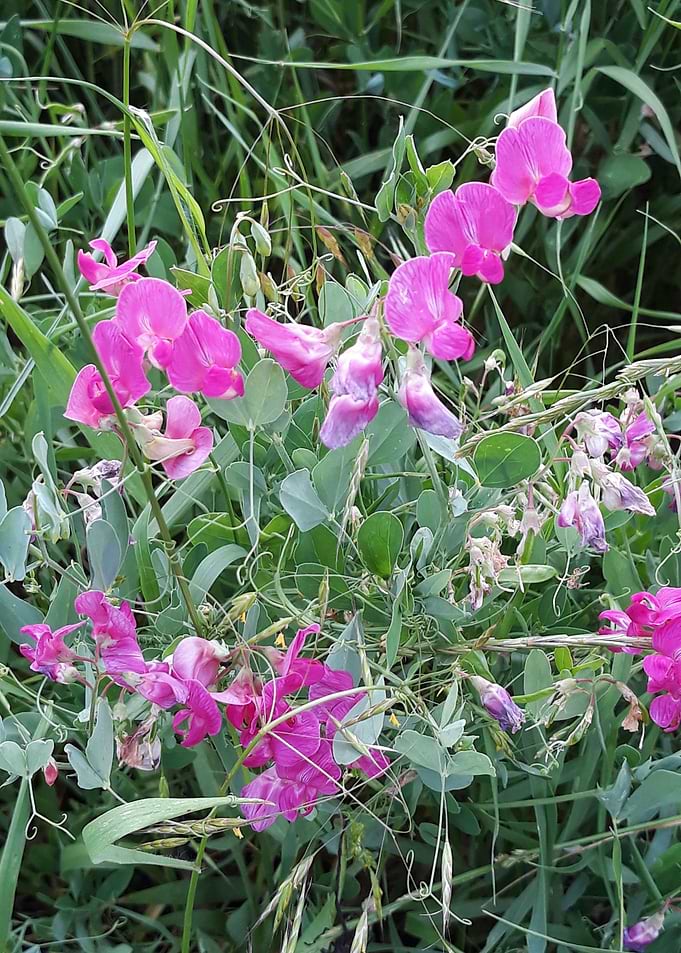 Flowers in june
