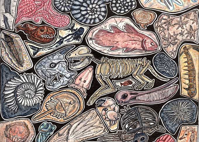 Fossils for history lovers