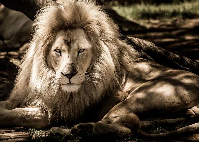 Lion King Of The Jungle