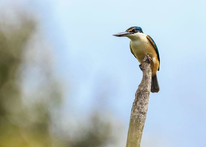 New Zealand Kingfisher