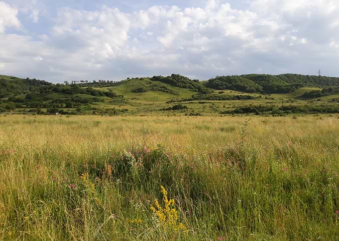 Summer landscape