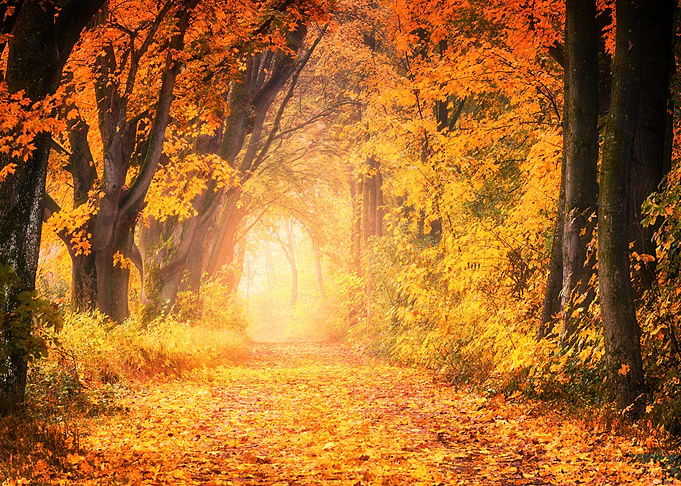 Autumn Woodland
