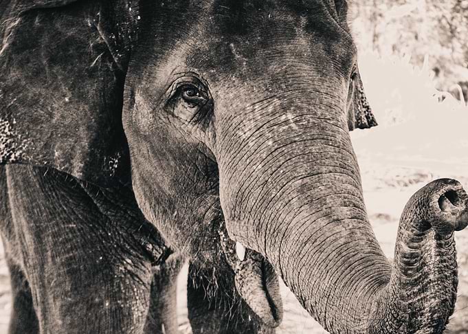 Elephant Close Up Portrait