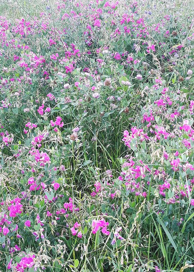 Carpet of flowers