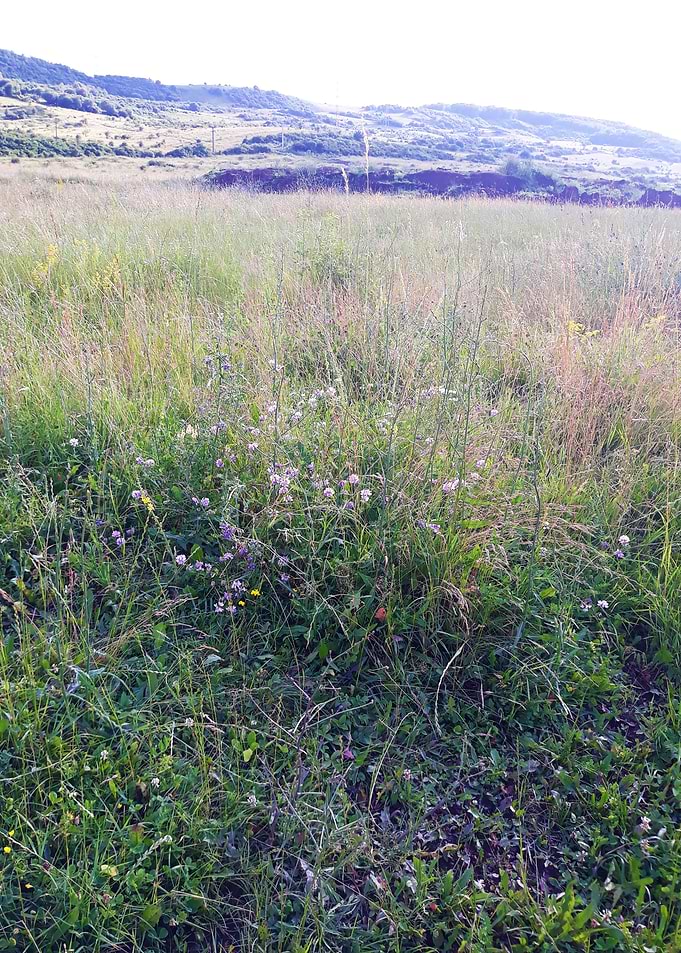 Field in the heat