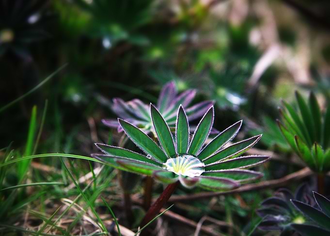 Lupines in Spring 2