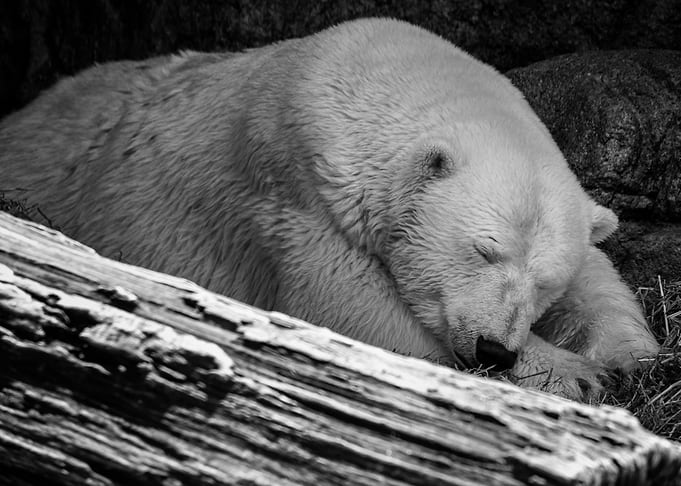Sleepy Polar Bear