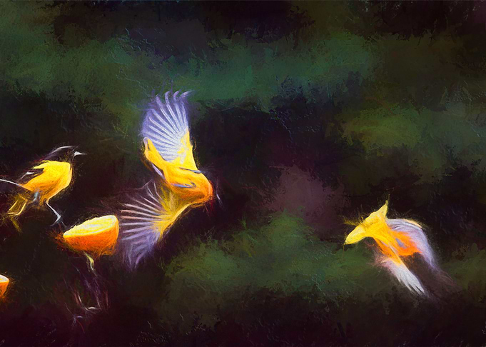 Orioles in Flight