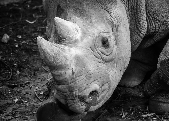 Portrait of a Rhino