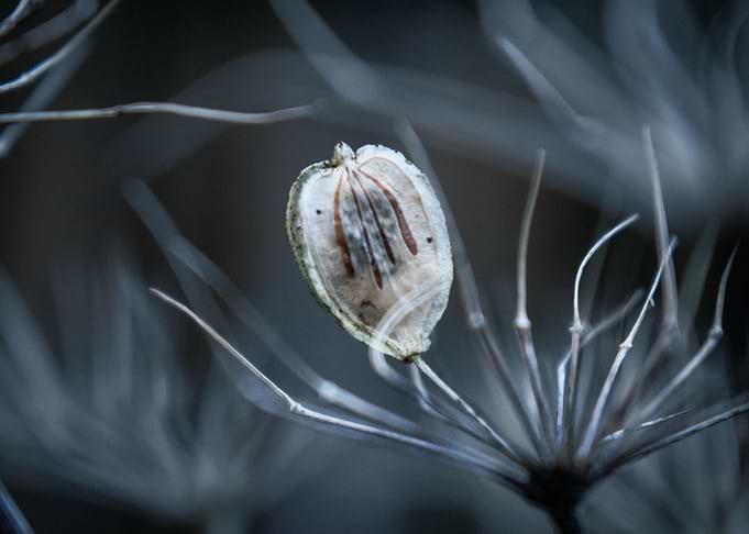 Seeds