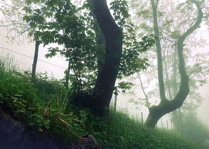 Forest Morning Mist 1
