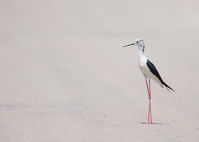 Heron On A Beach
