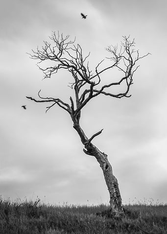 Deadwood Tree