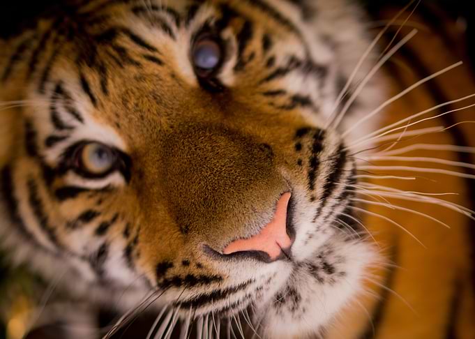Tiger Face