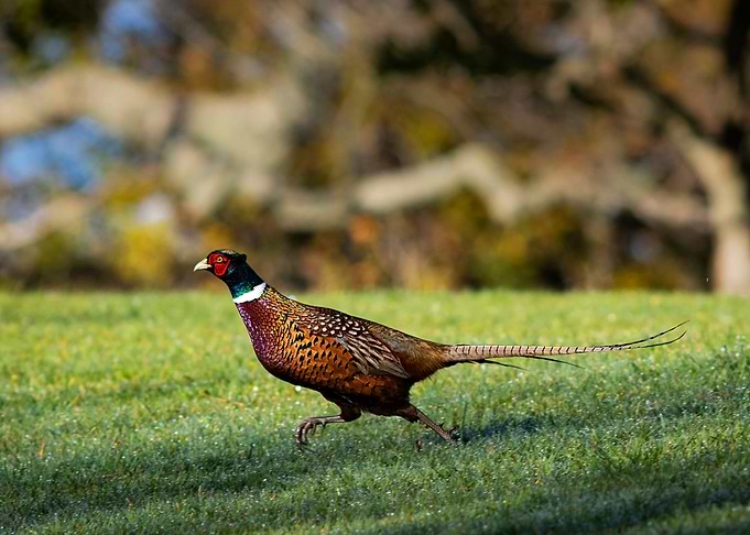 Ring Necked Pheasant