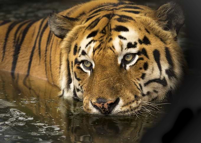 Bathing Bengal Tiger