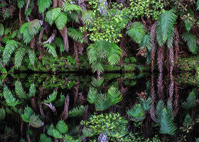 Reflective Bush