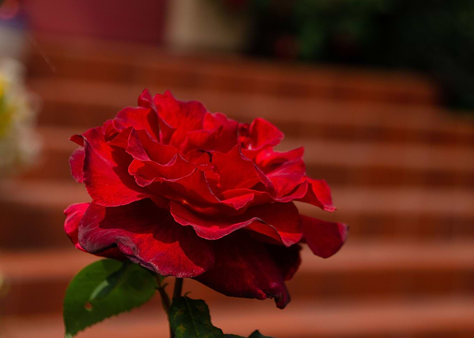 red rose