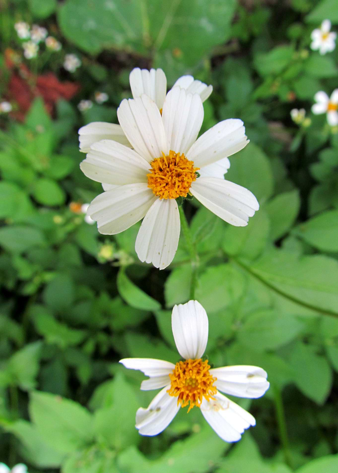 Field flowers