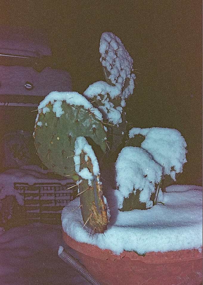 Overwintering 4