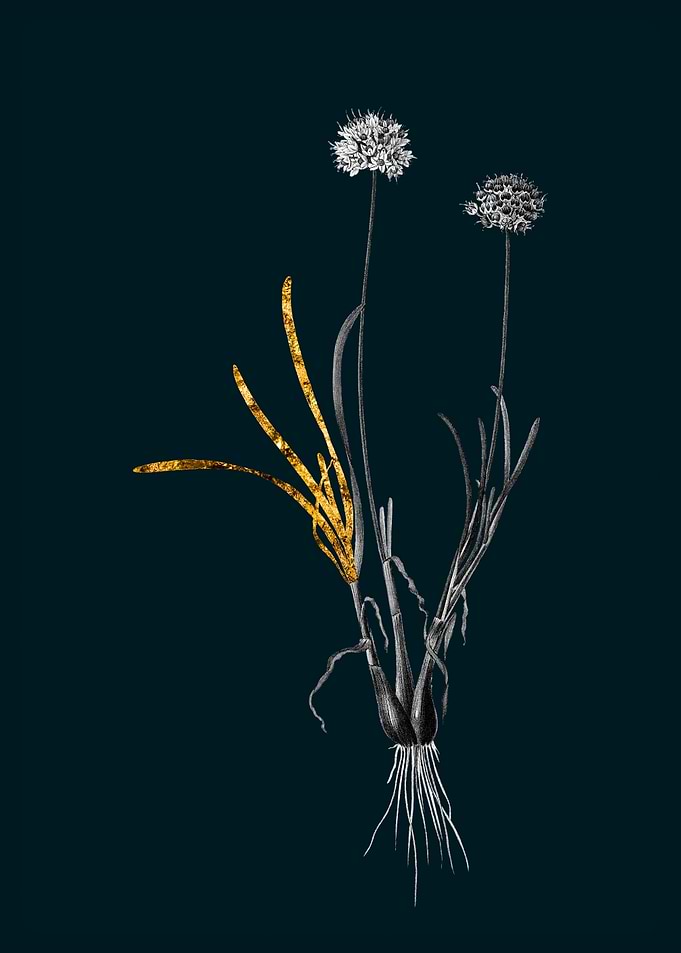 Teal and Gold Allium