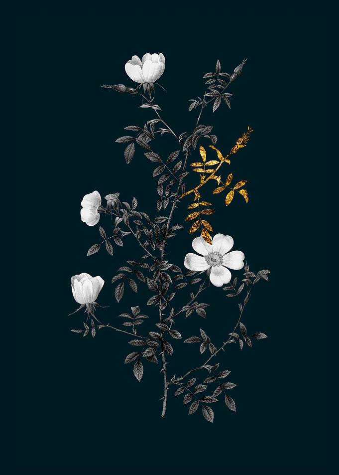 Teal and Gold Hedge Rose