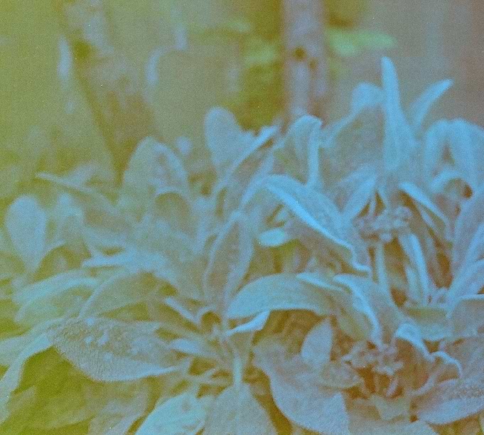 Depth of Field