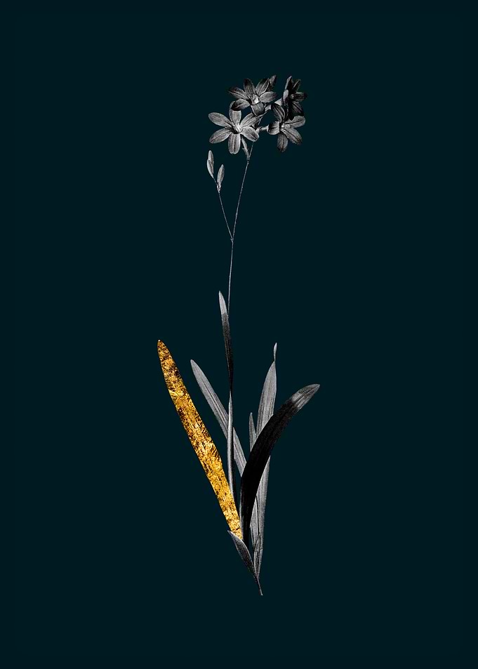Teal and Gold Corn Lily