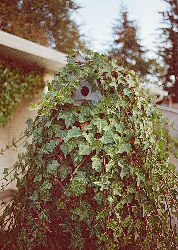 Ivy Home