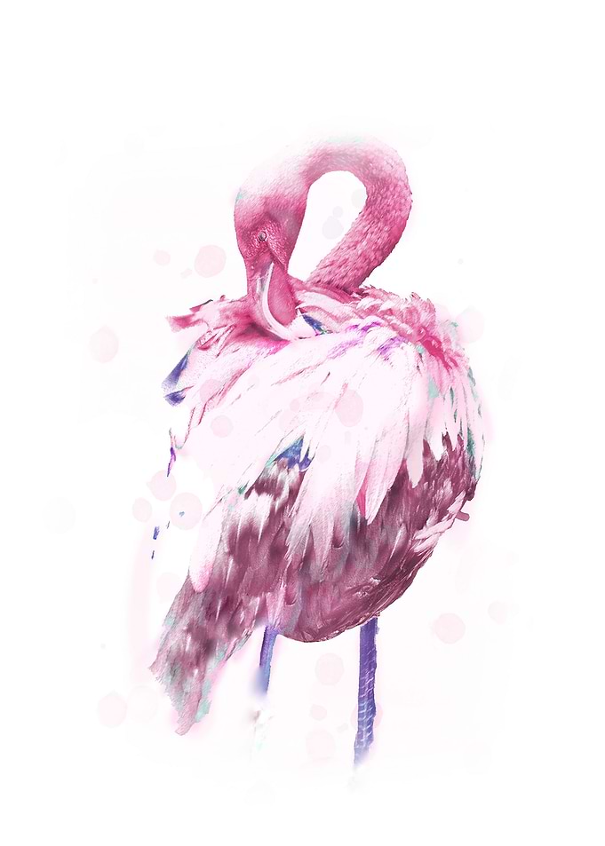 pink flamingo on a white